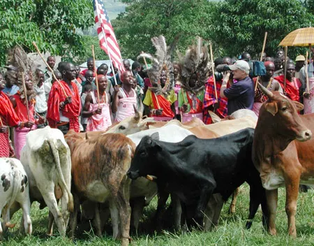 Maasai 14 Cows