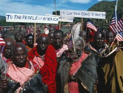 Maasai 14 Cows